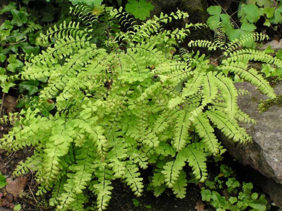 Папоротник осень