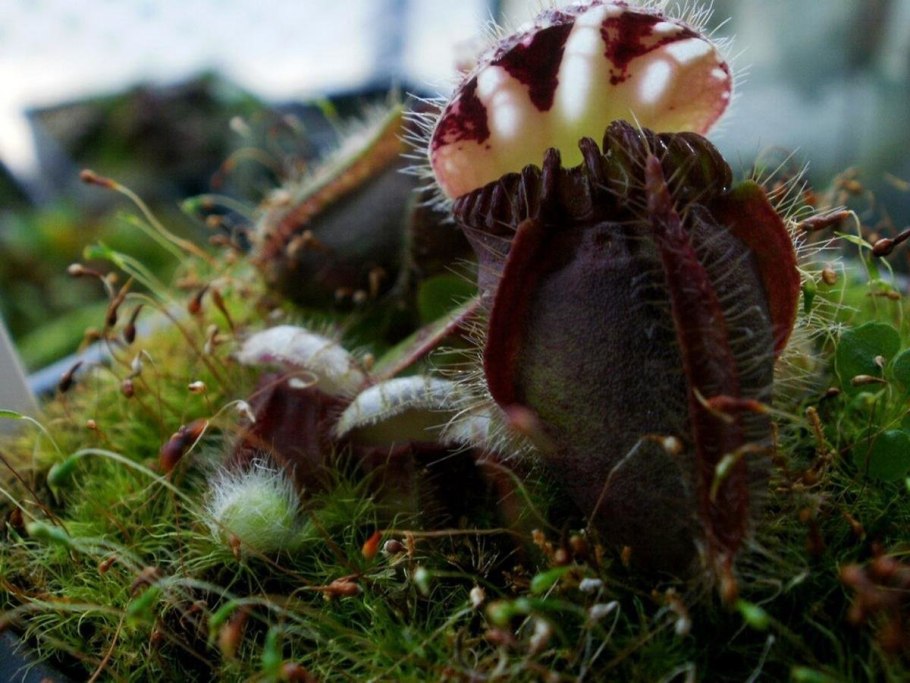 Росянка непентес