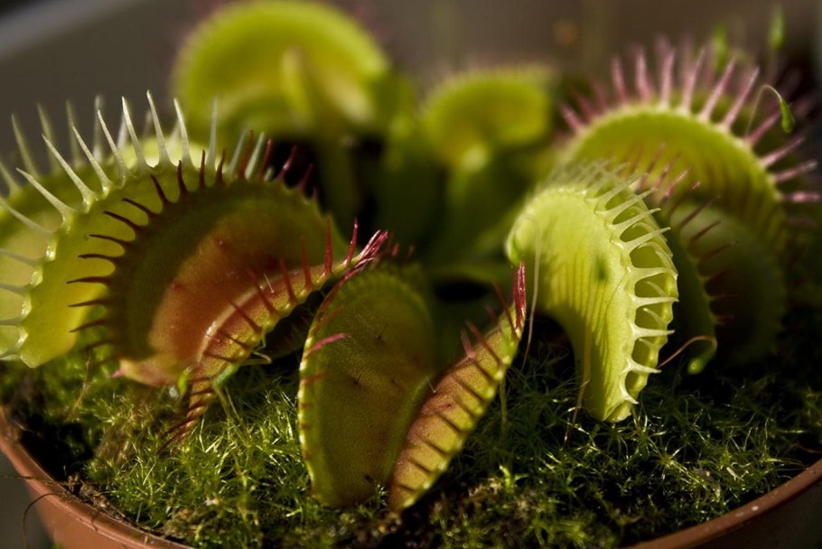 Венерина мухоловка