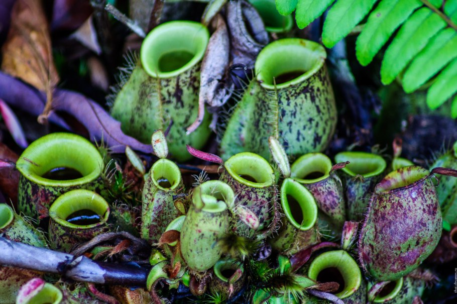 Венерина Дионея