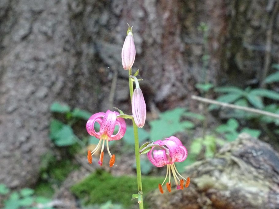 Лилия мартагон саранка