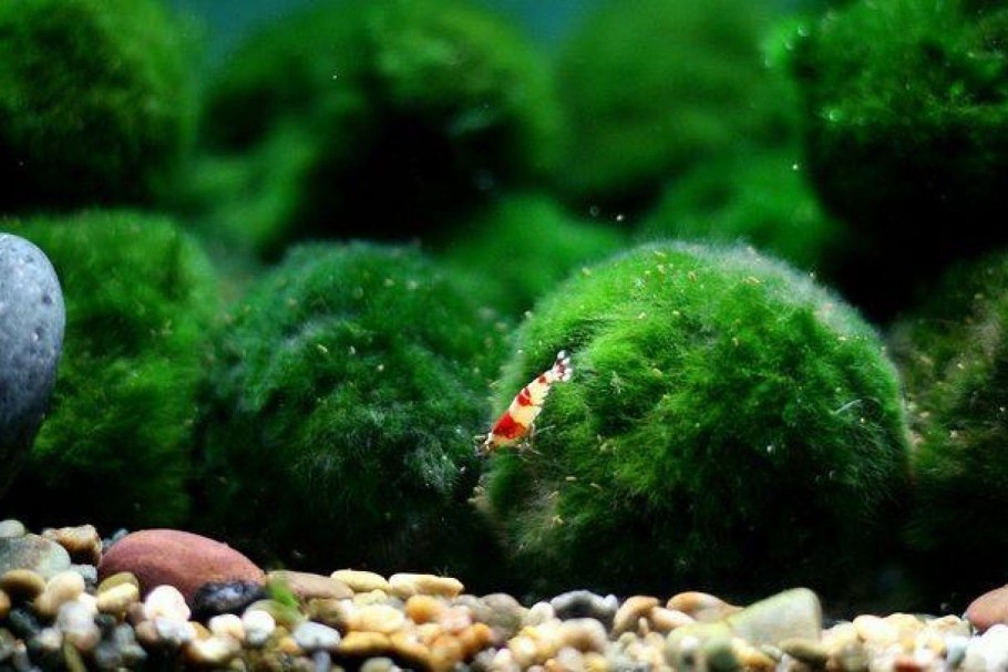 Эгагропила Линнея кладофора шаровидная