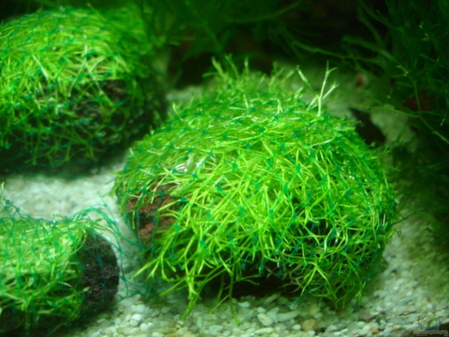 Губка для посуды макси профиль 85х60