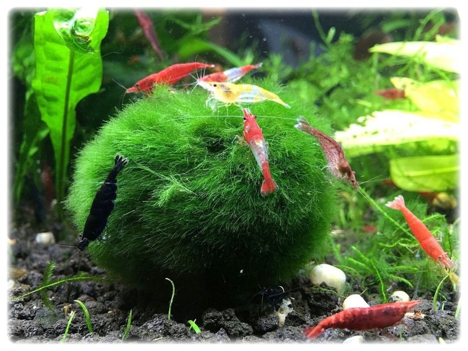 Кладофора эгагрофила