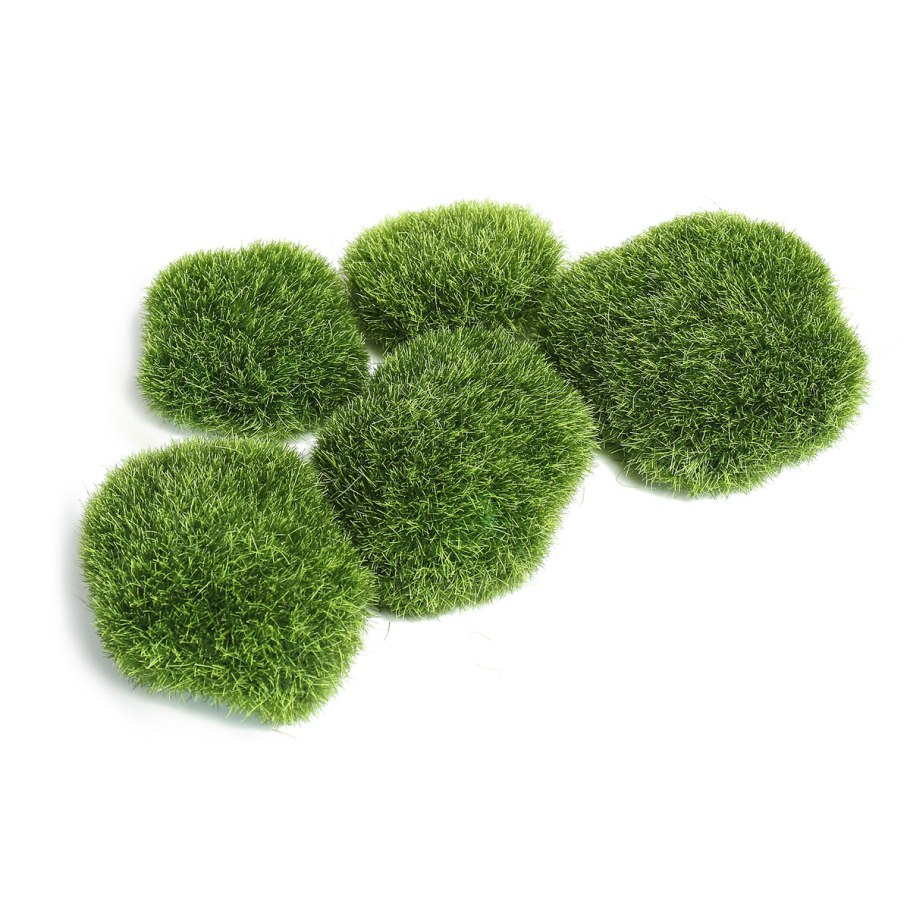 Кокос Приросший мхом Феникс