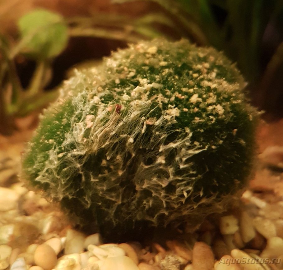 Кладофора шаровидная в аквариуме