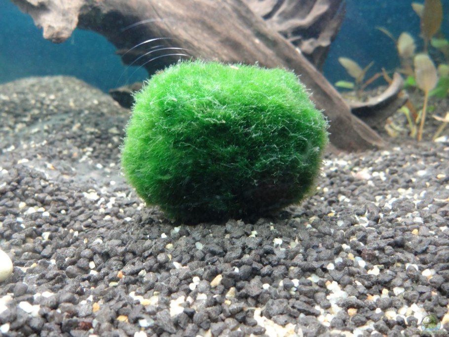Кладофора аквариумное растение