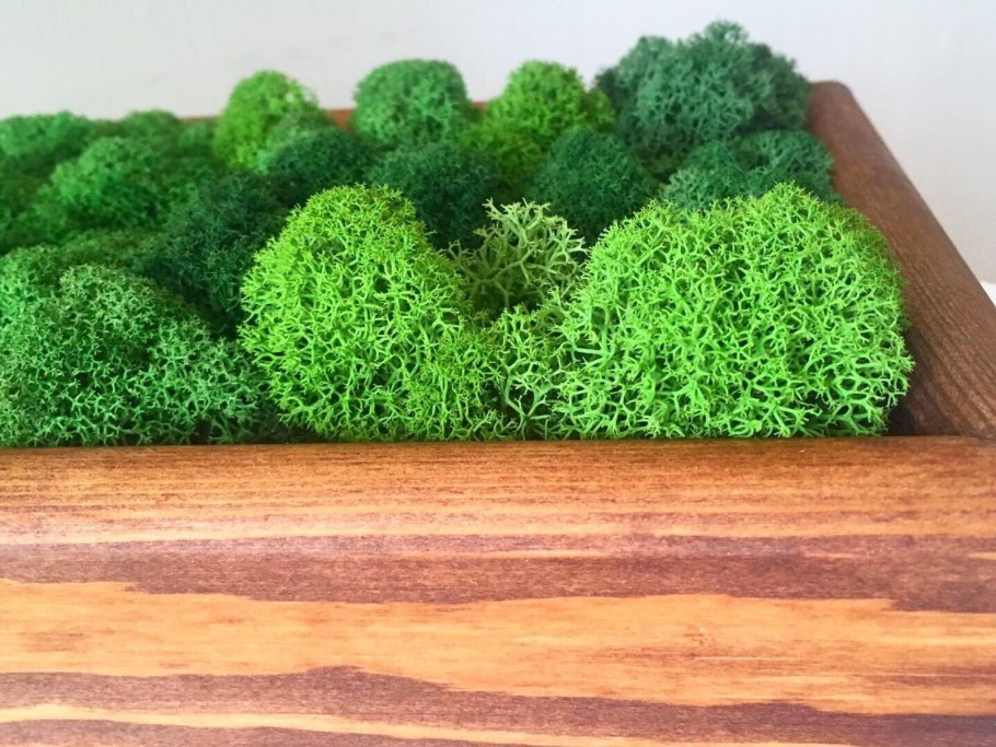 Аквариумная бадяга