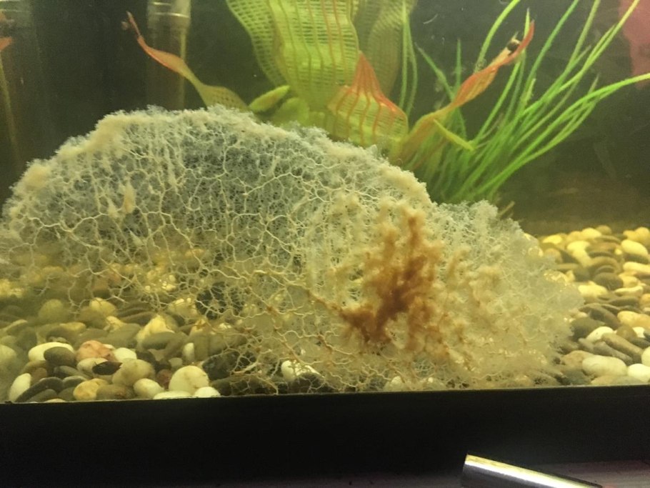 Кладофора шаровидная