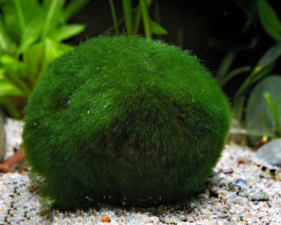 Кладофора шаровидная