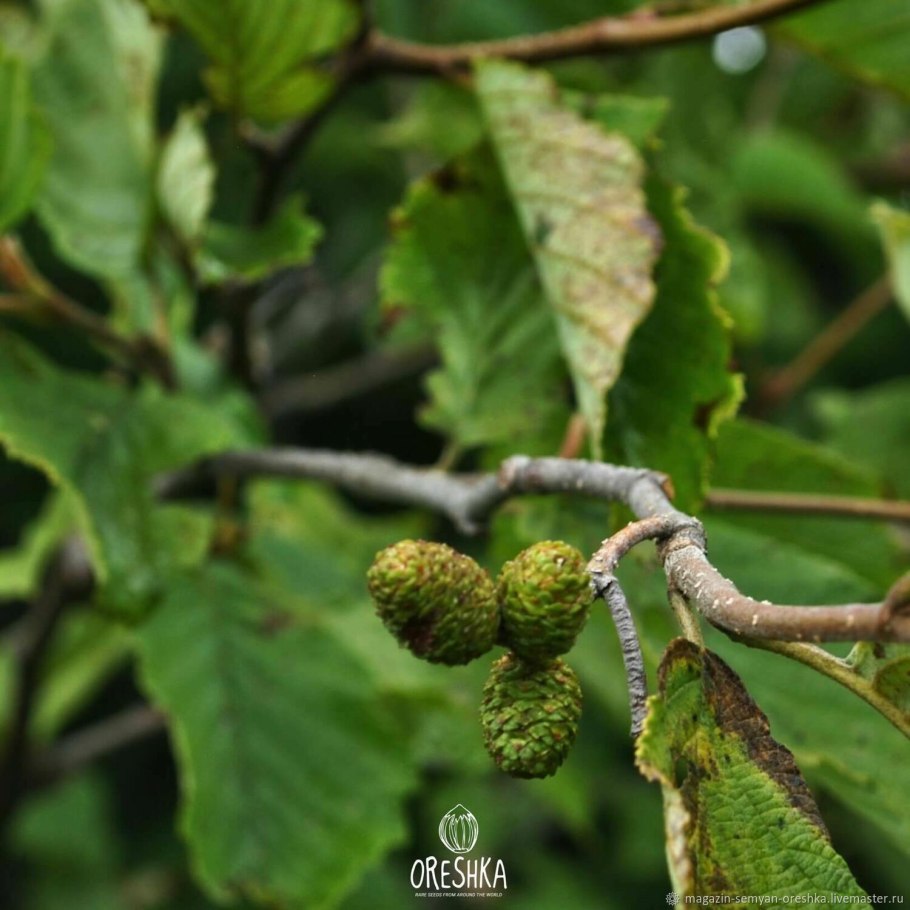 Ольха Болотная