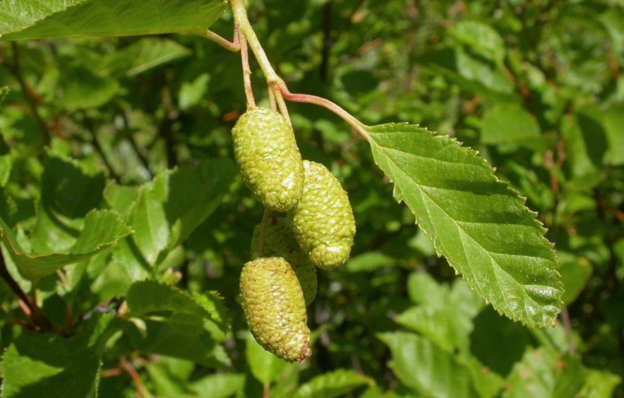 Ольха серая Alnus incana