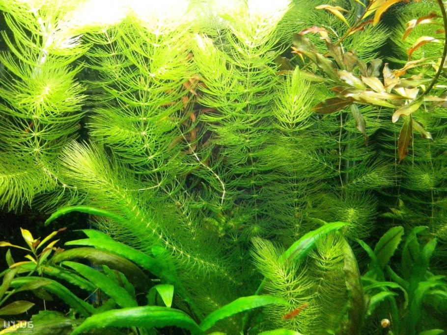 Echinodorus schlueteri