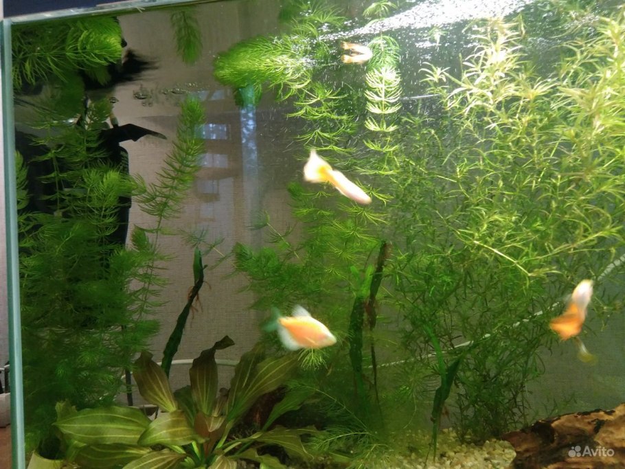 Эхинодорус "Оцелот" (Echinodorus Ozelot)