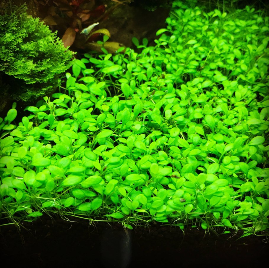Растения для аквариума живые неприхотливые