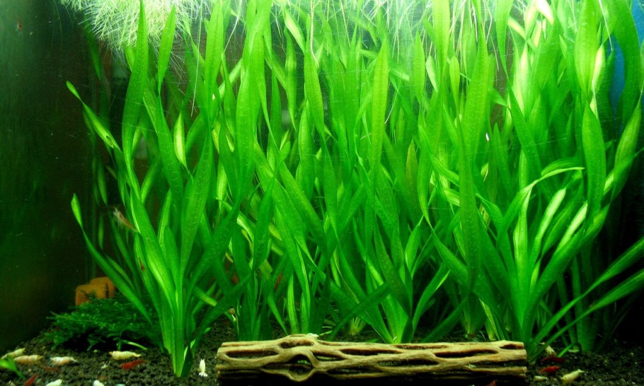 Циперус Хелфера (Cyperus helferi)