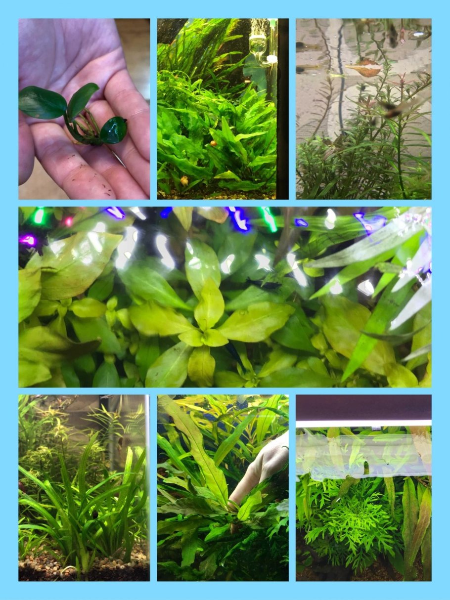 Элодея роголистник