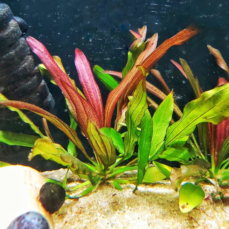 Эхинодорус красный дьявол