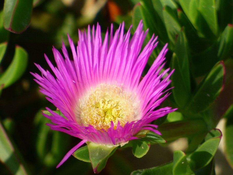 Цицербита Уральская