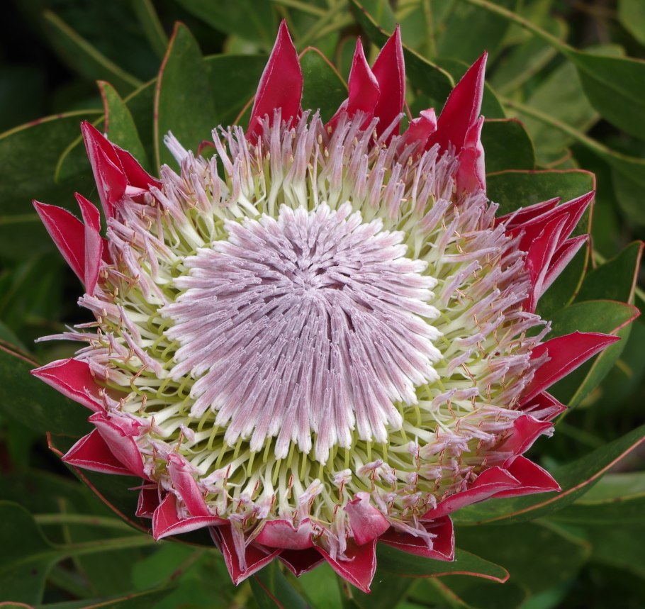 Сложноцветные георгин