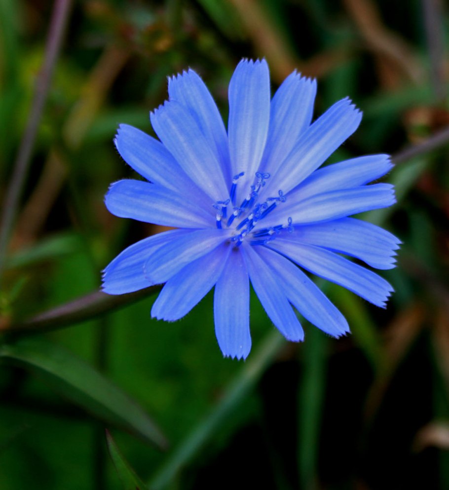 Астровые (Asteraceae)