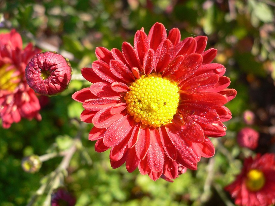 Сложноцветные Астровые растения