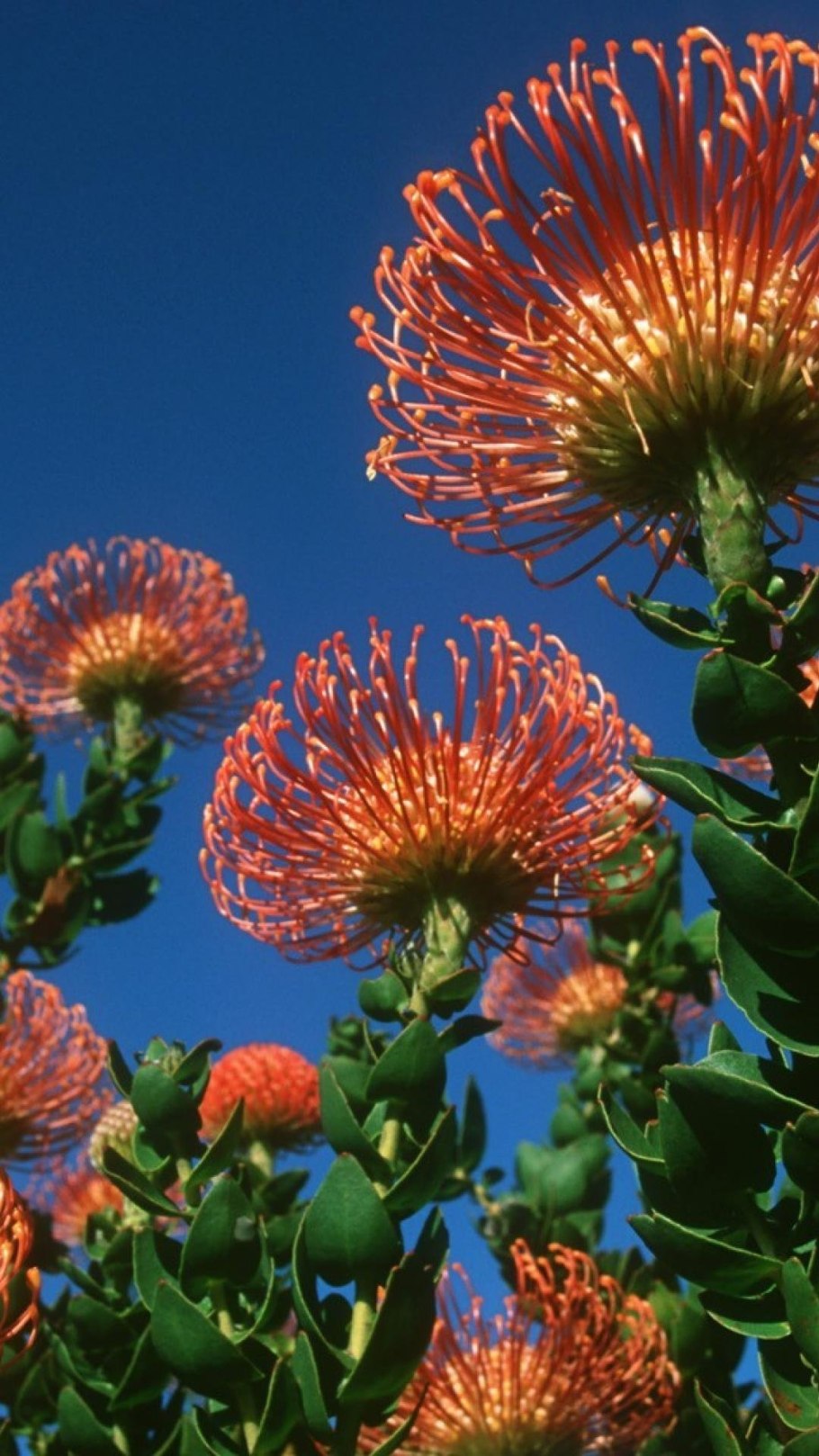 Гелиптерум Менглеса