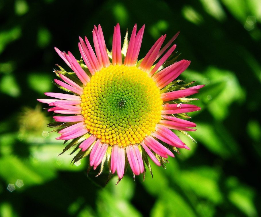 Сложноцветные растения цикорий