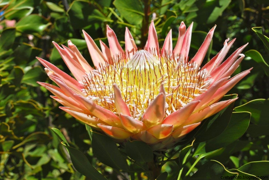 Астровые (Asteraceae)