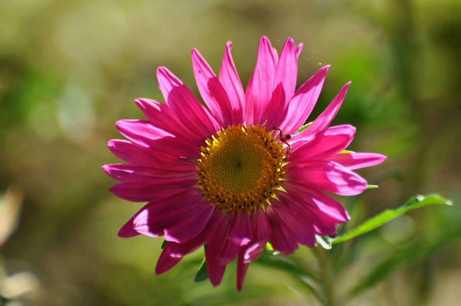 Астровые (Asteraceae)
