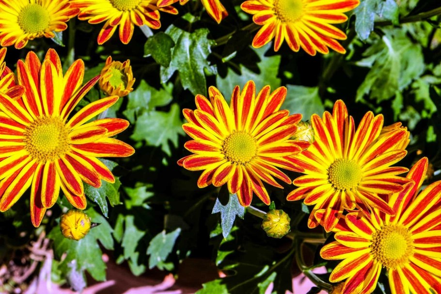 Астра семейство