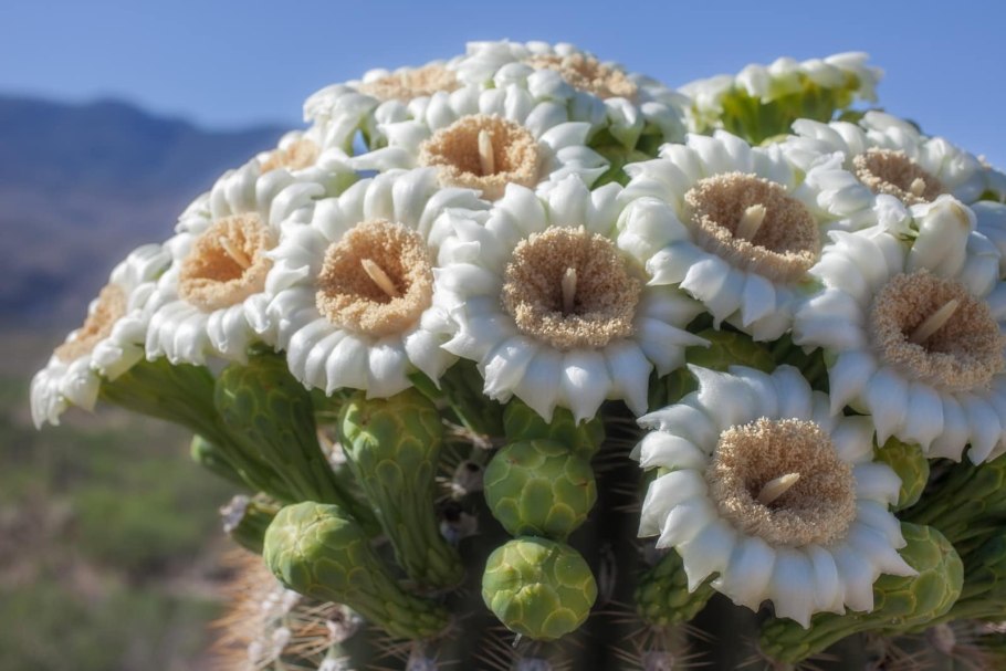 Мадия цветок