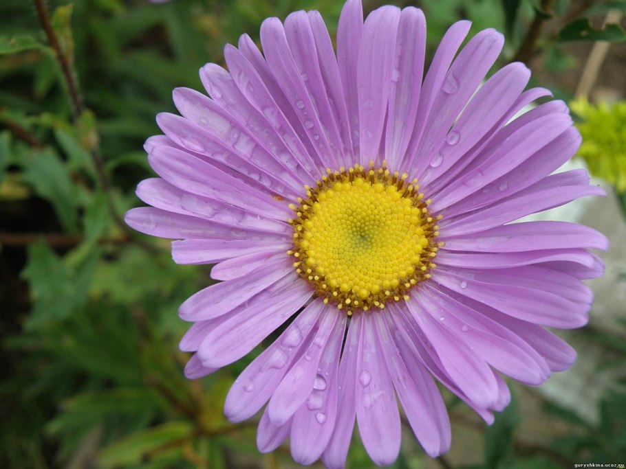 Железки семейства Asteraceae