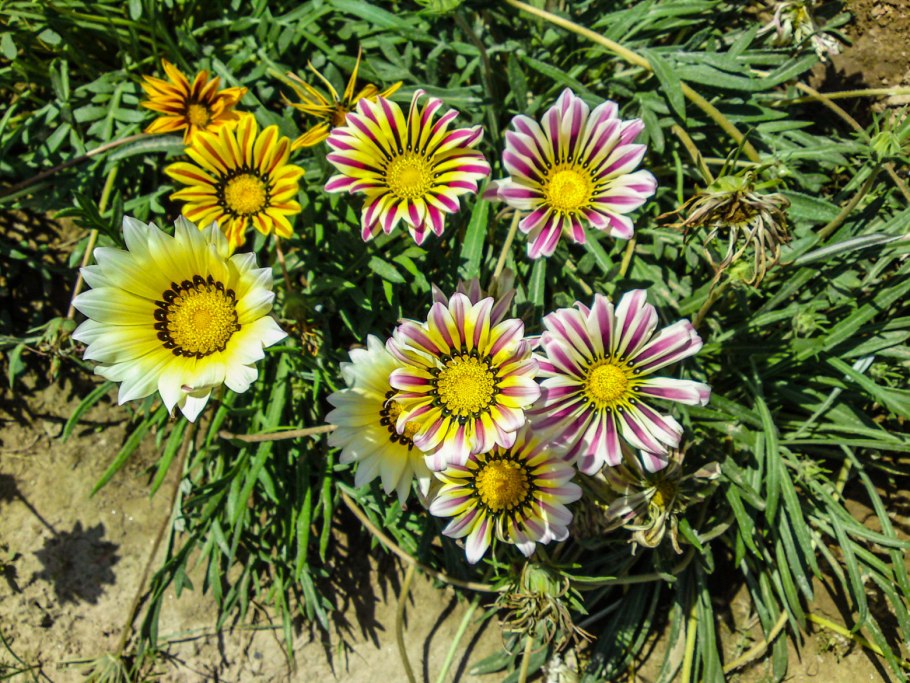 Ченоподиум спинозум