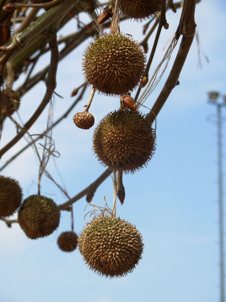 Платан цветет дерево фото