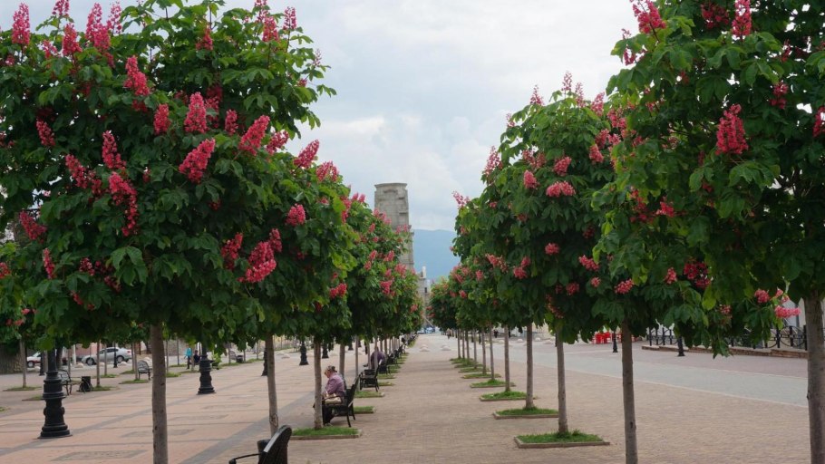 Чинара картинка для детей