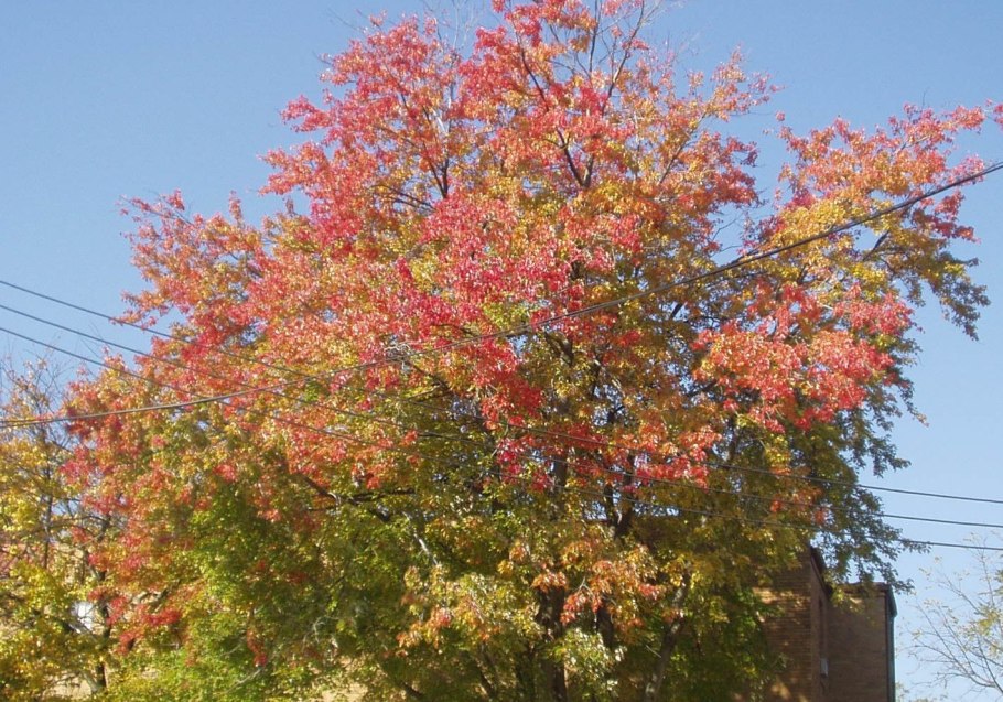 Платан цветет