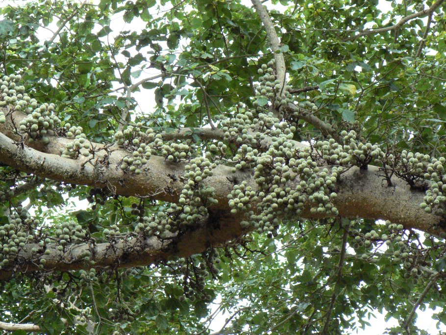 Катальпа Платан