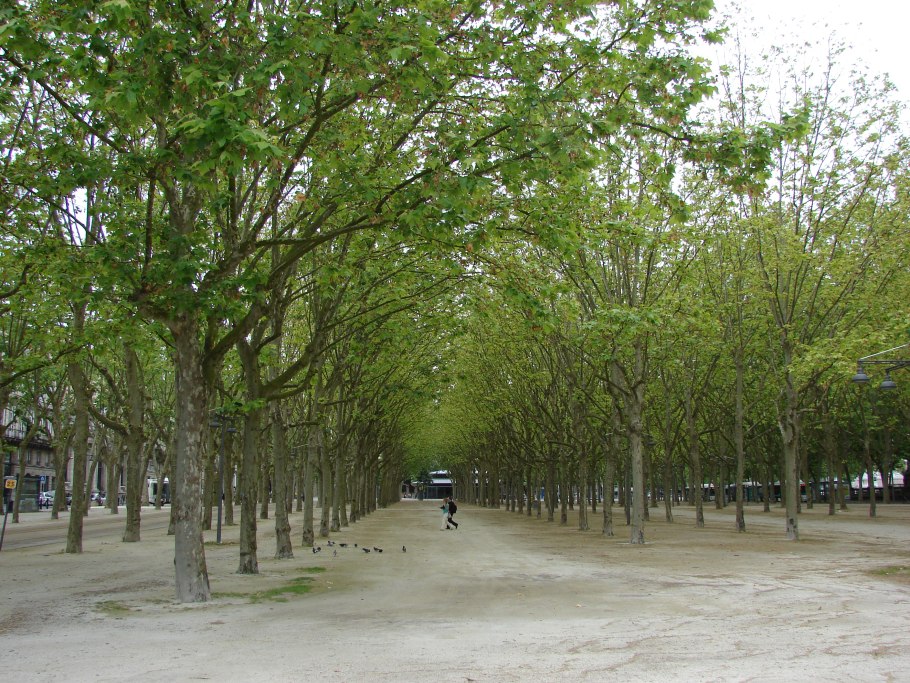 Платан Симферополь дерево