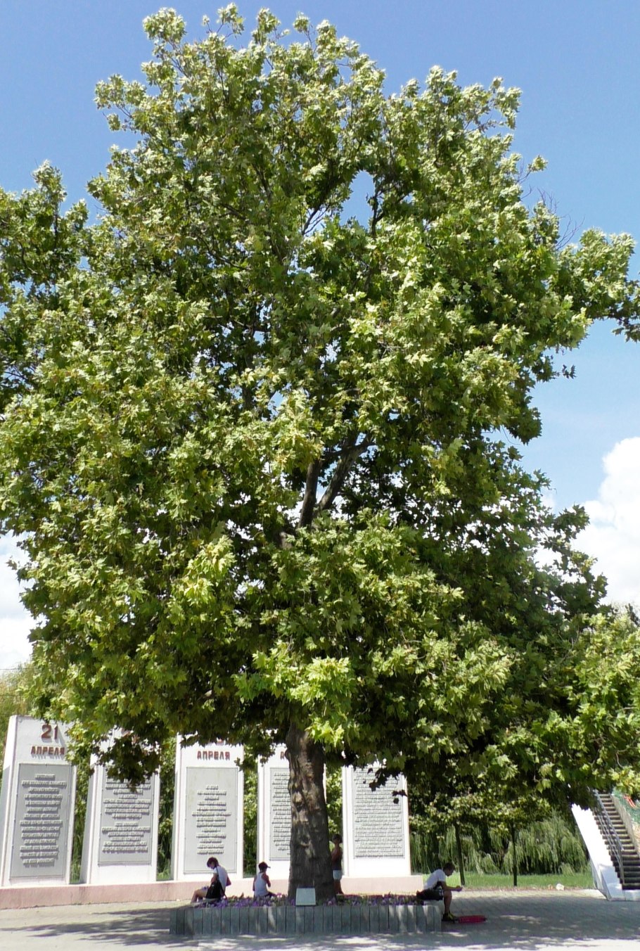 Платан Копенгаген