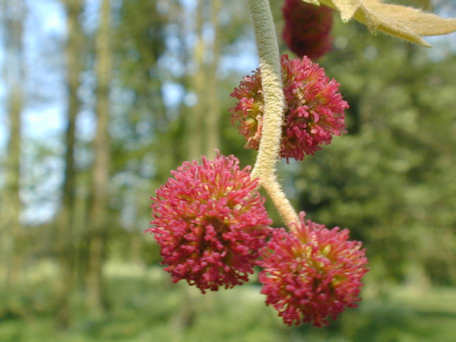 Платан Восточный цветы