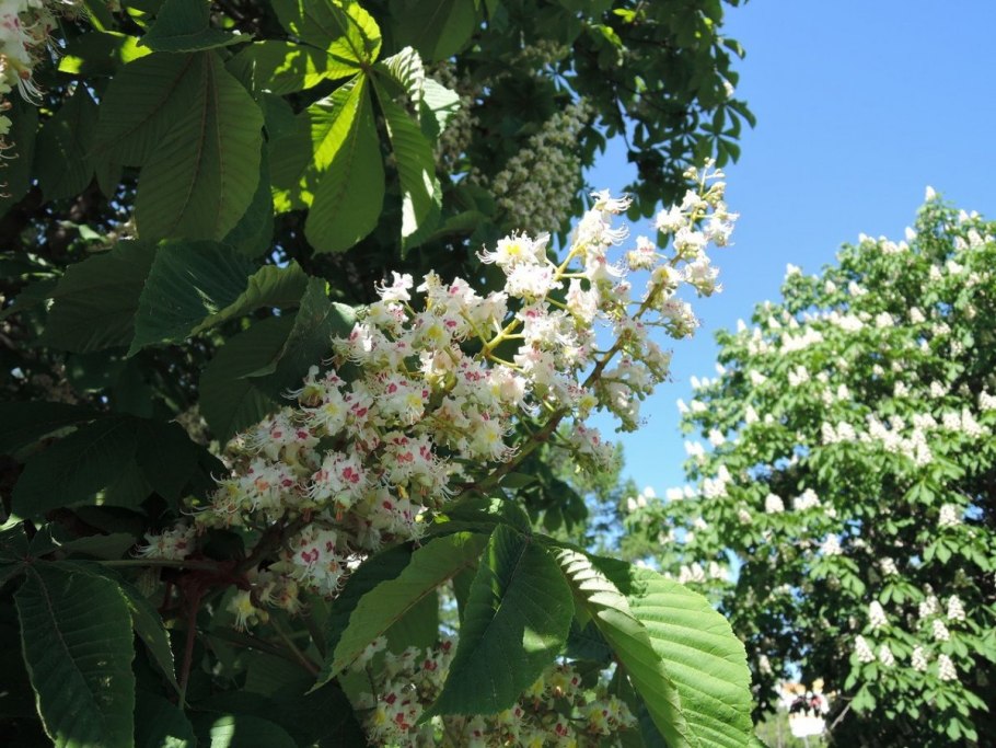 Охраняющие деревья Эстонии