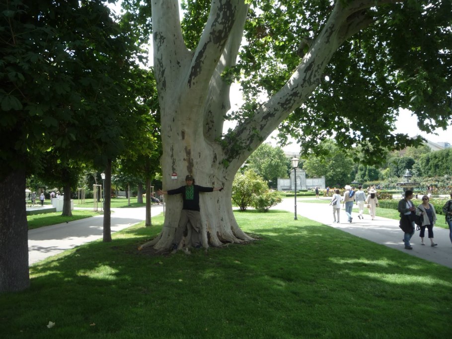 Платан дерево в Крыму