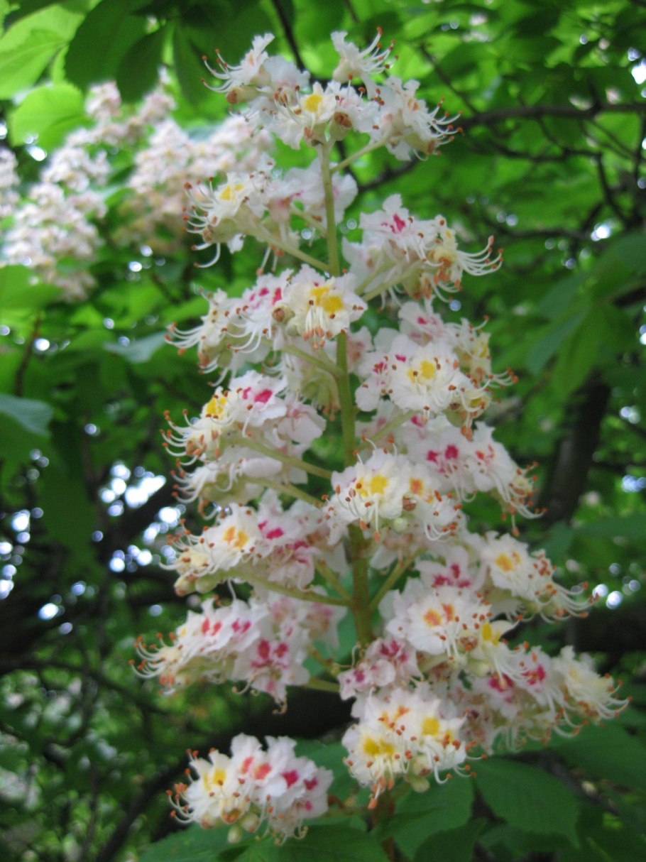 Platanus occidentalis