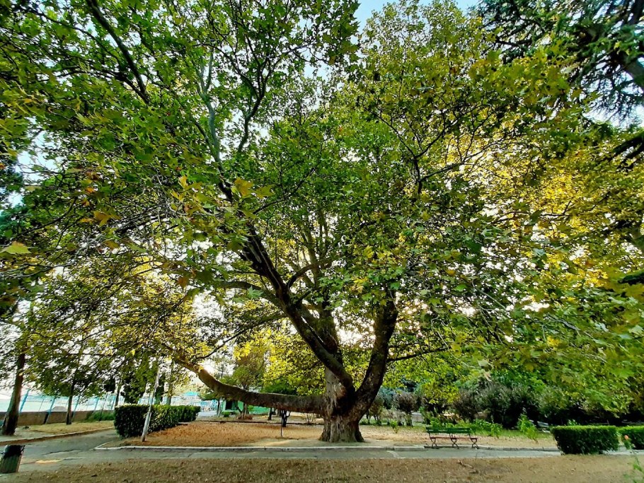 Platanus orientalis дерево
