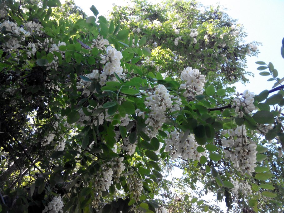 Платан Восточный цветы