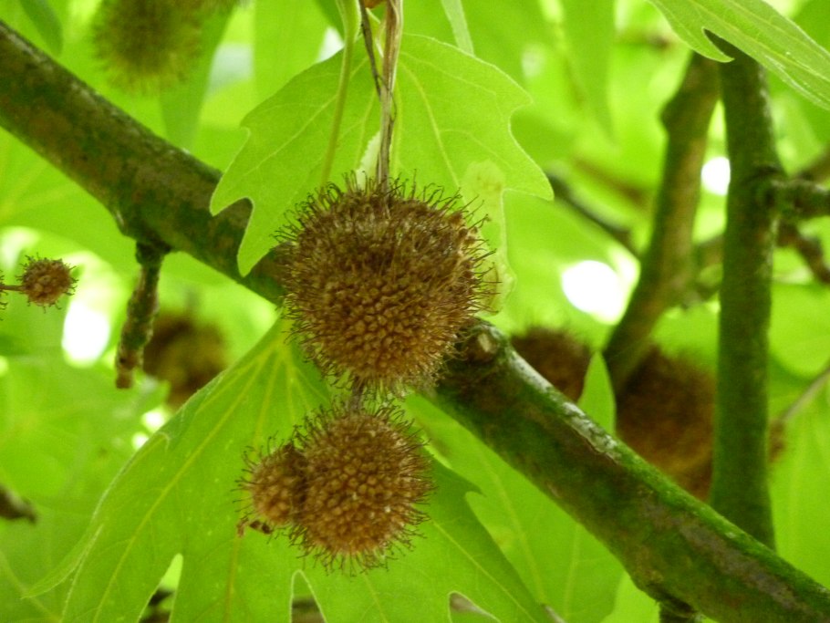 Платан кленолистный красавец