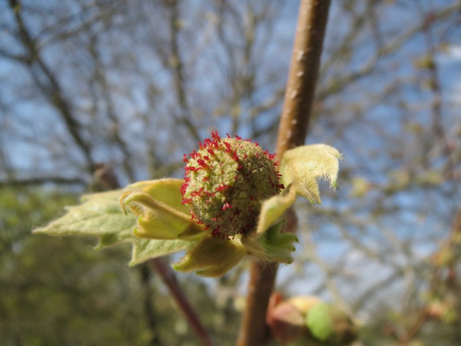 Липа мелколистная, черёмуха