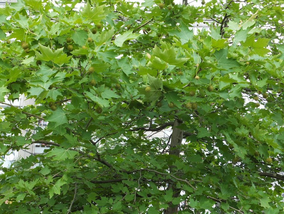 Платан Восточный (Platanus orientalis)