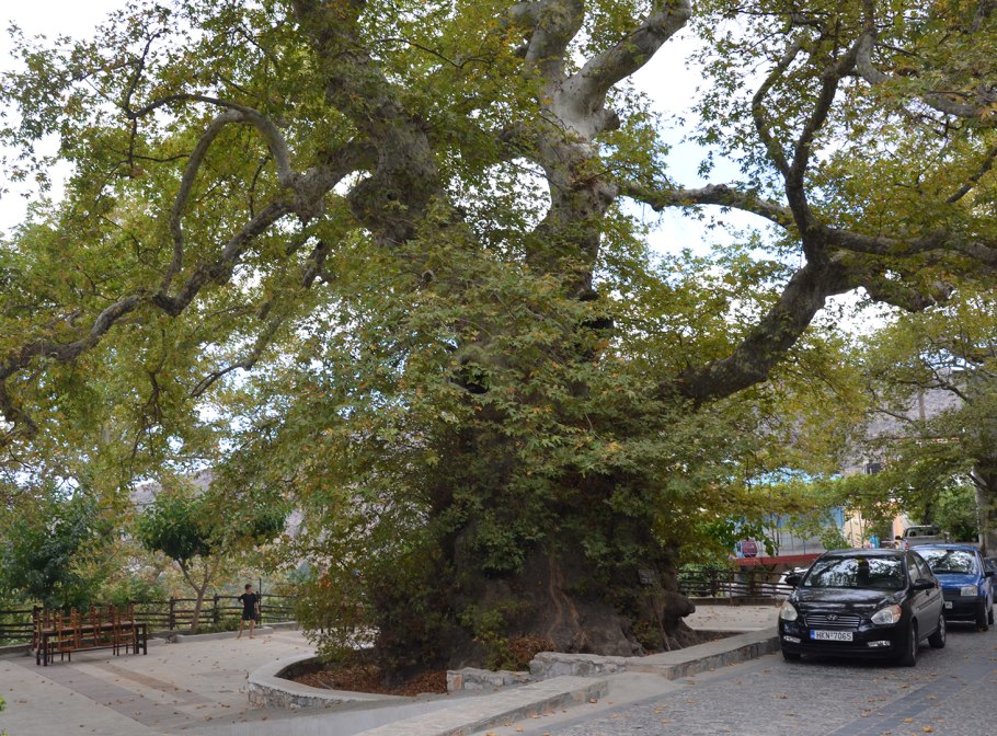 Платан дерево цветет